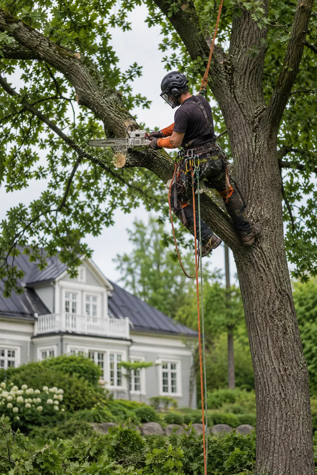 Trädfällning / Arborist